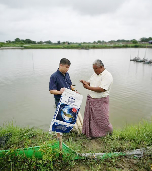 KHẢO SÁT TRƯỚC KHI THU HOẠCH TÔM Ở THỊ TRƯỜNG MYANMAR